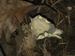 Helvella costifera