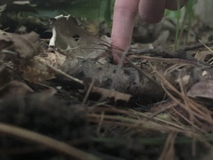 Helvella costifera