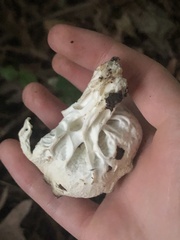 Helvella costifera