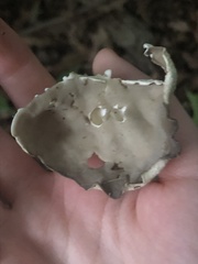 Helvella costifera