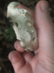 Helvella costifera