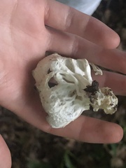 Helvella costifera