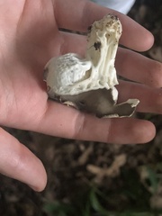 Helvella costifera