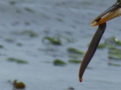 Apodichthys flavidus