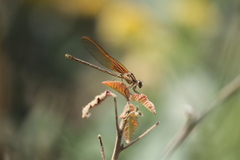Hetaerina americana