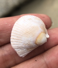 Clinocardium nuttallii