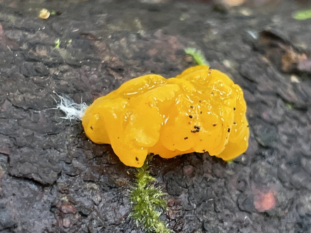 Orange Jelly Spot from Talus Open Space, Issaquah, WA, US on June 14