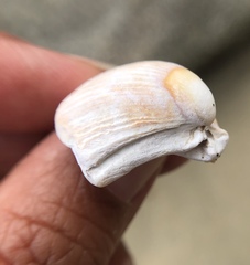 Clinocardium nuttallii