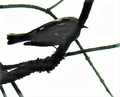 Setophaga pensylvanica