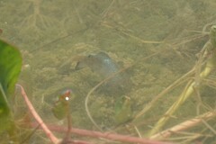 Cyprinodon macularius