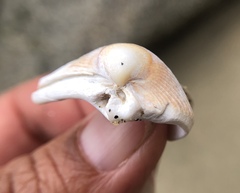 Clinocardium nuttallii