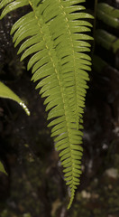 Blechnum arcuatum