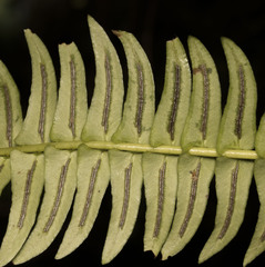 Blechnum arcuatum