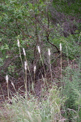 Bothriochloa torreyana