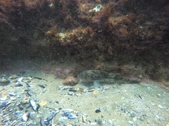 Paralabrax nebulifer