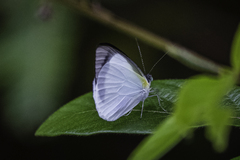 Elodina