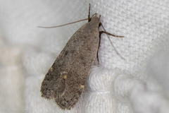 Anacampsis comparanda