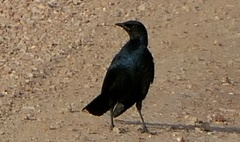 Lamprotornis chalybaeus