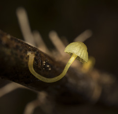 Mycena chusqueophila