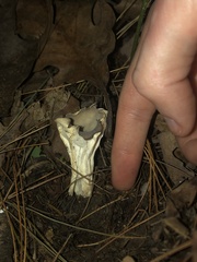 Helvella costifera