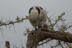 Eurocephalus ruppelli