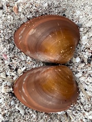 Megapitaria squalida