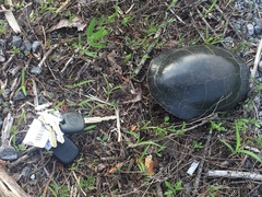 Chrysemys picta marginata