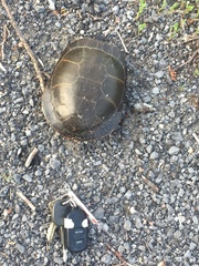 Chrysemys picta marginata