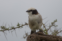 Eurocephalus ruppelli