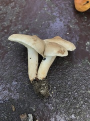 Lactarius subvernalis