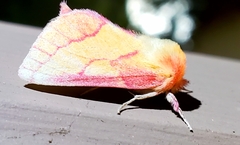 Hyparpax aurora
