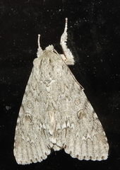 Acronicta americana