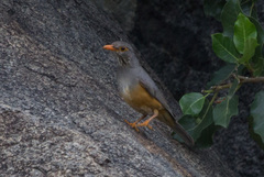 Turdus tephronotus