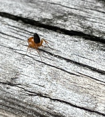 Opisthopsis