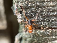 Opisthopsis