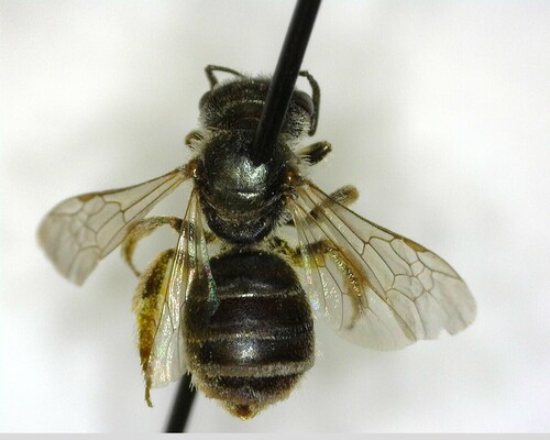 iNaturalist observation photo of Tripartite Sweat Bee