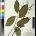 Ficus botryocarpa - Photo (c) Smithsonian Institution, National Museum of Natural History, Department of Botany, algunos derechos reservados (CC BY-NC-SA)