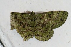 Ophthalmitis herbidaria