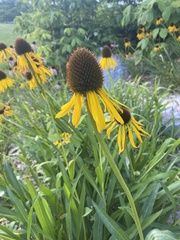 Echinacea paradoxa