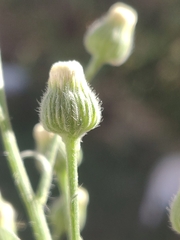 Erigeron bonariensis