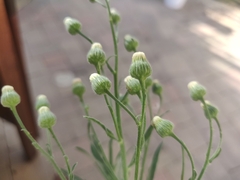 Erigeron bonariensis