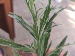 Erigeron bonariensis