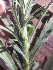 Erigeron bonariensis