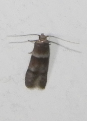 Blastobasis pulchella