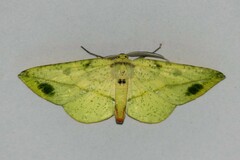 Omiza miliaria