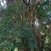 Ficus kurzii - Photo (c) Mokkie, μερικά δικαιώματα διατηρούνται (CC BY-SA)