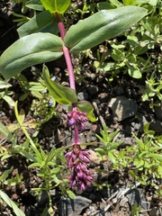 Mertensia longiflora