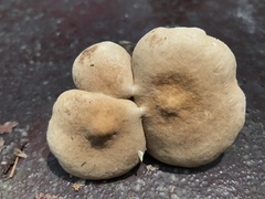 Lactarius subvernalis