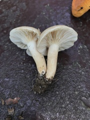 Lactarius subvernalis