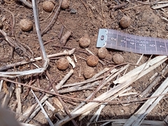 Sylvilagus cunicularius